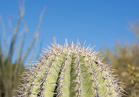 Saguaro National Park