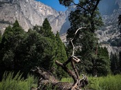 Yosemite National Park