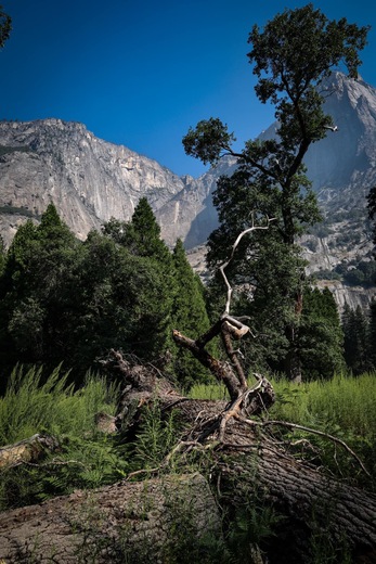 Yosemite National Park