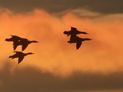 Mergansers In Clouds