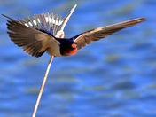 Barn Swallow Flight Launch