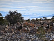 Great Basin National Park
