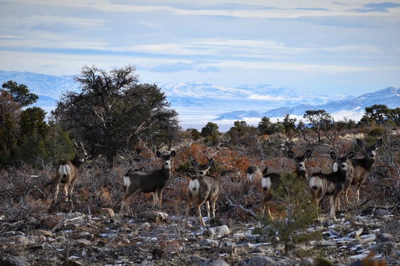 Great Basin National Park