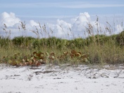 Canaveral National Seashore