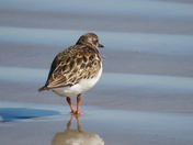 Padre Island National Seashore