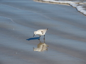 Padre Island National Seashore