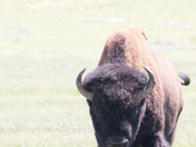 Rocky Mountain Arsenal National Wildlife Preserve