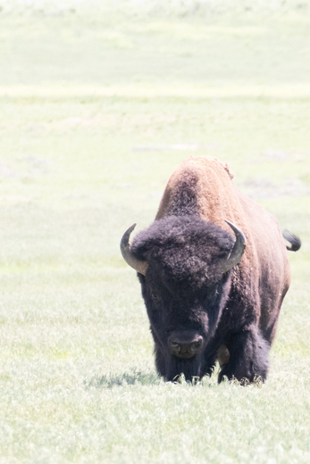 Rocky Mountain Arsenal National Wildlife Preserve