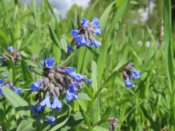 Medicine Bow National Forest