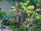 Oriole