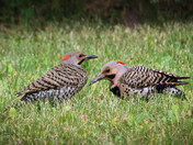 Northern Flickers