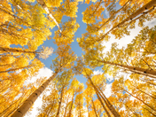 Coconino National Forest