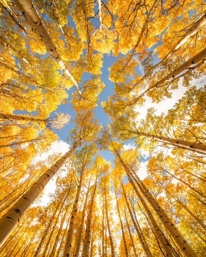 Coconino National Forest