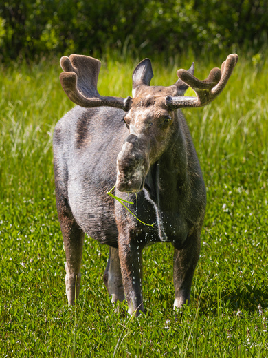 Grand Teton National Park