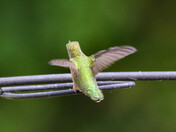 Ruby-throated Hummingbird