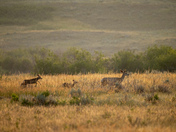 Twins in the Morning
