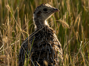 Sharp-tailed Grouse Chick