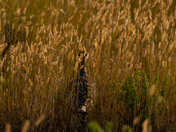 Sharp-tailed Grouse 