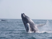 Stellwagon Bank Marine Sanctuary 