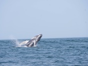 Stellwagon Bank Marine Sanctuary 