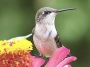 Hummingbird 