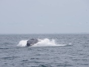 Stellwagon Bank Marine Sanctuary 