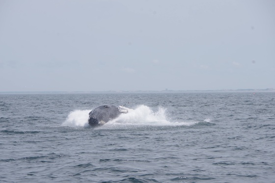 Stellwagon Bank Marine Sanctuary 