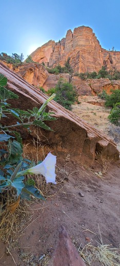 Zion National Park