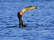 Cormorant Catch of the Day
