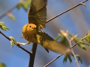 Yellow Warbler