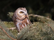 Saw-whet Owl