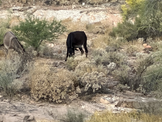 Lake Pleasant 