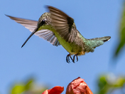 The loving Hummingbird