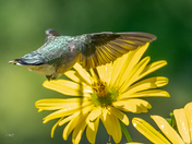 The loving Hummingbird