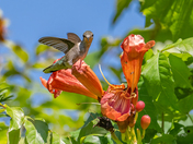 The loving Hummingbird