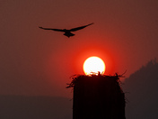 Osprey at sunset