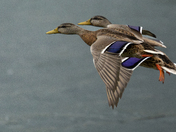 Mallards in Flight