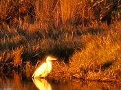 Canaveral National Seashore