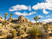 Joshua Tree National Park