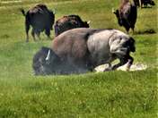 Yellowstone National Park