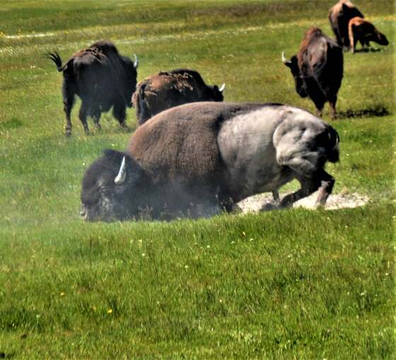 Yellowstone National Park