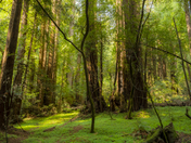 Muir Woods