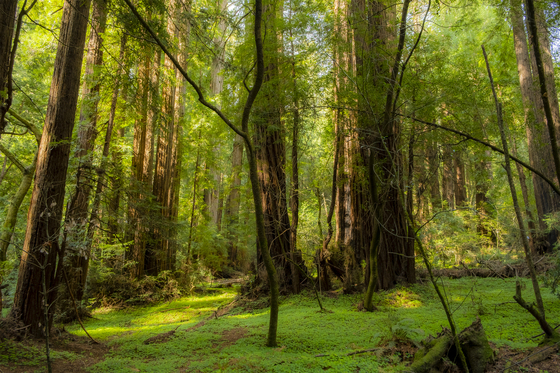 Muir Woods