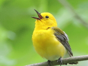 Prothontary Warbler, singing his heart out