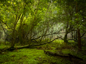 Muir Woods National Monument