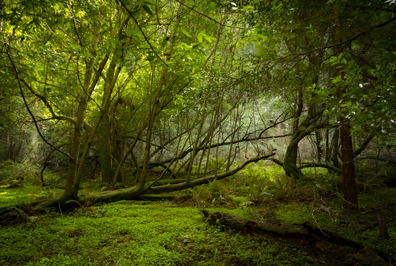 Muir Woods National Monument