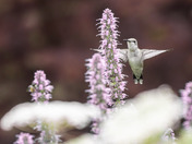 Hovering Hummingbird