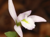 Nodding Pogonia, one of the rarest orchids in Canada