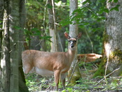 Great Smoky Mountains 