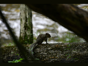 Great Smoky Mountains 